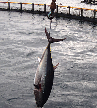 Image of picking up bluefin tuna